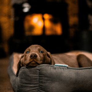 Pet Bed