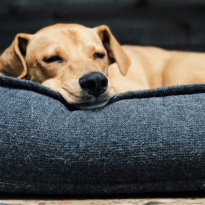 Pet Bed